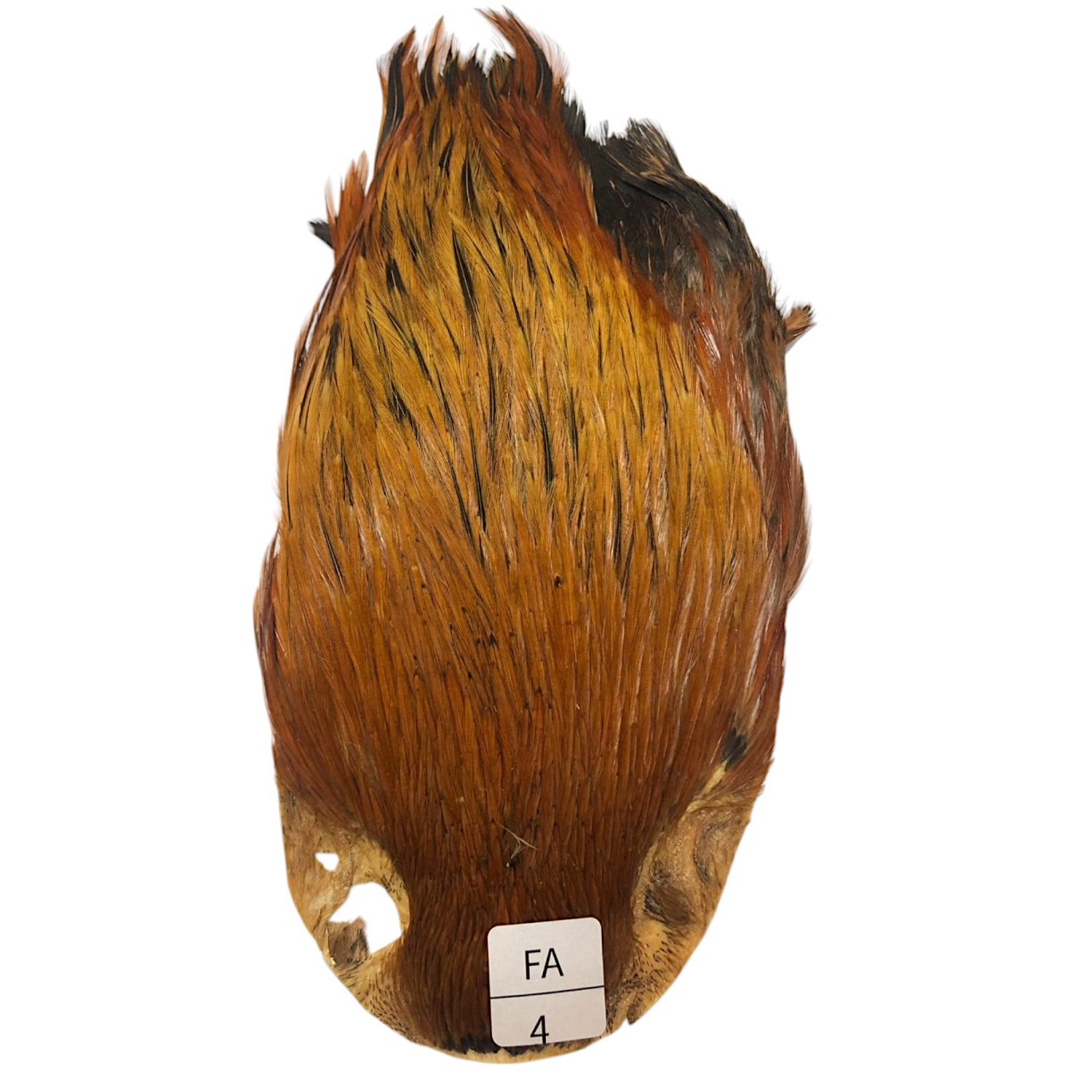 画像1: インドコックケープ India Cock Neck Cape　ファーネス　NO04 (1)