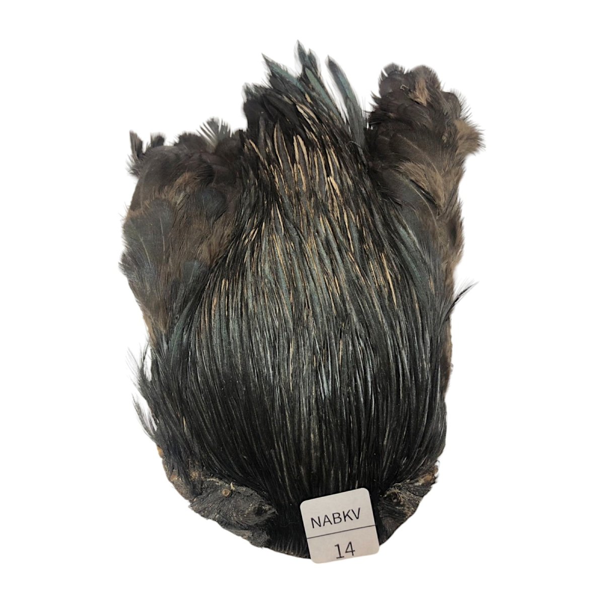 画像1: インドコックケープ India Cock Neck Cape　ナチュラルブラックバリアント　NO14 (1)