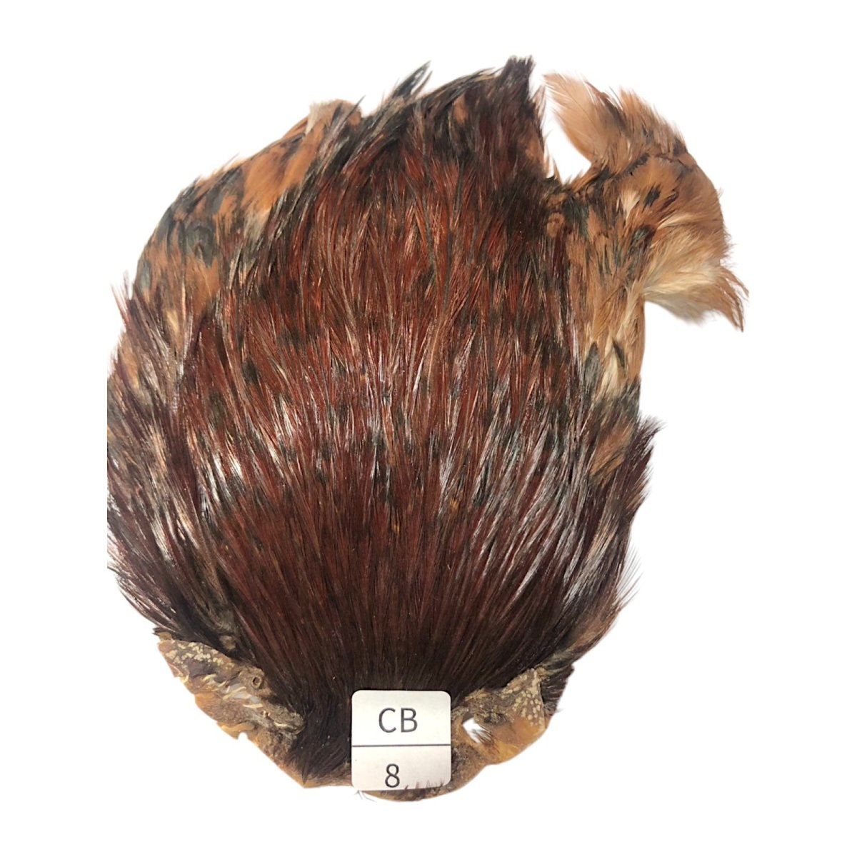 画像1: インドコックケープ India Cock Neck Cape　　コッキィボンデュ　NO08 (1)