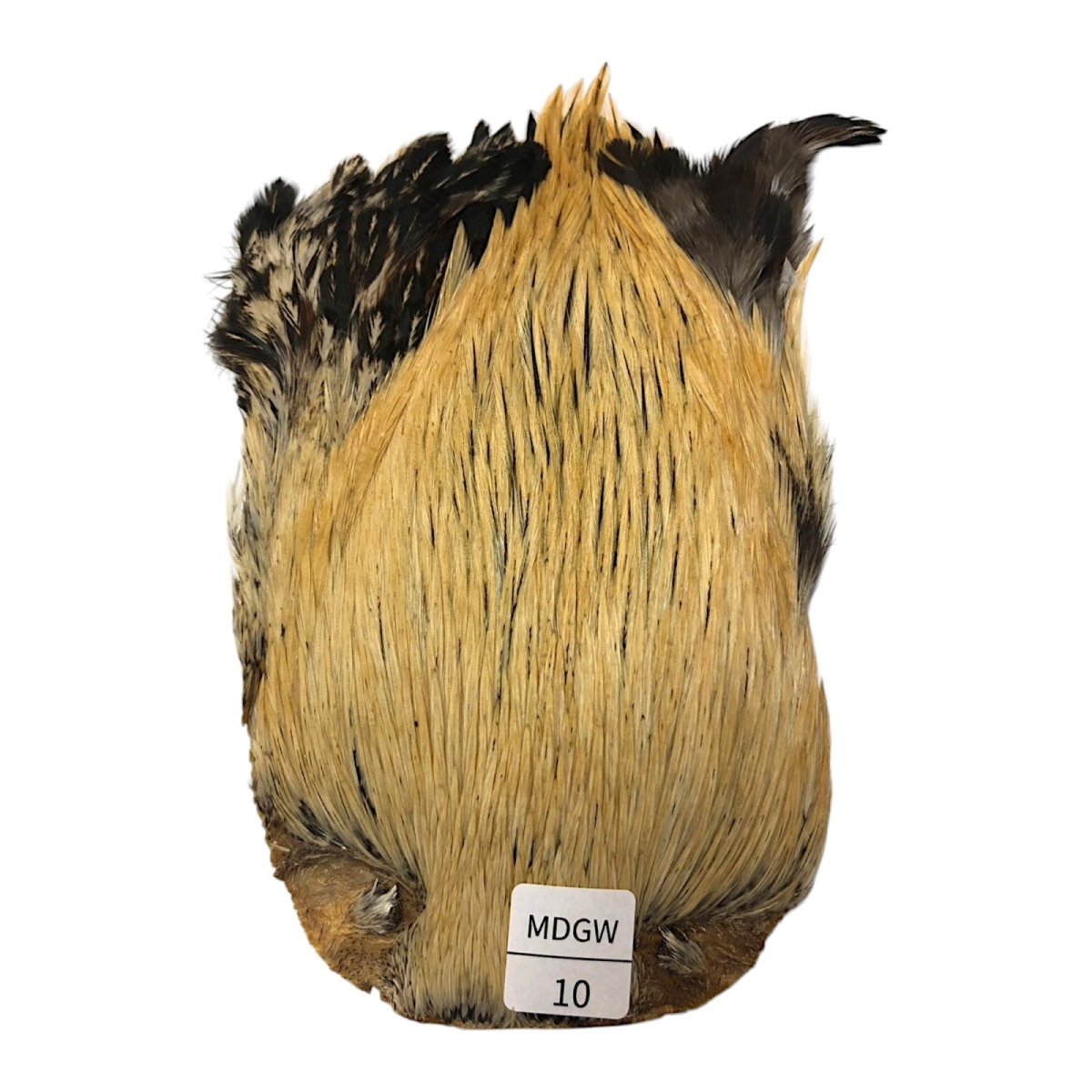 画像1: インドコックケープ India Cock Neck Cape　ミディアムグリーンウェル　NO10 (1)