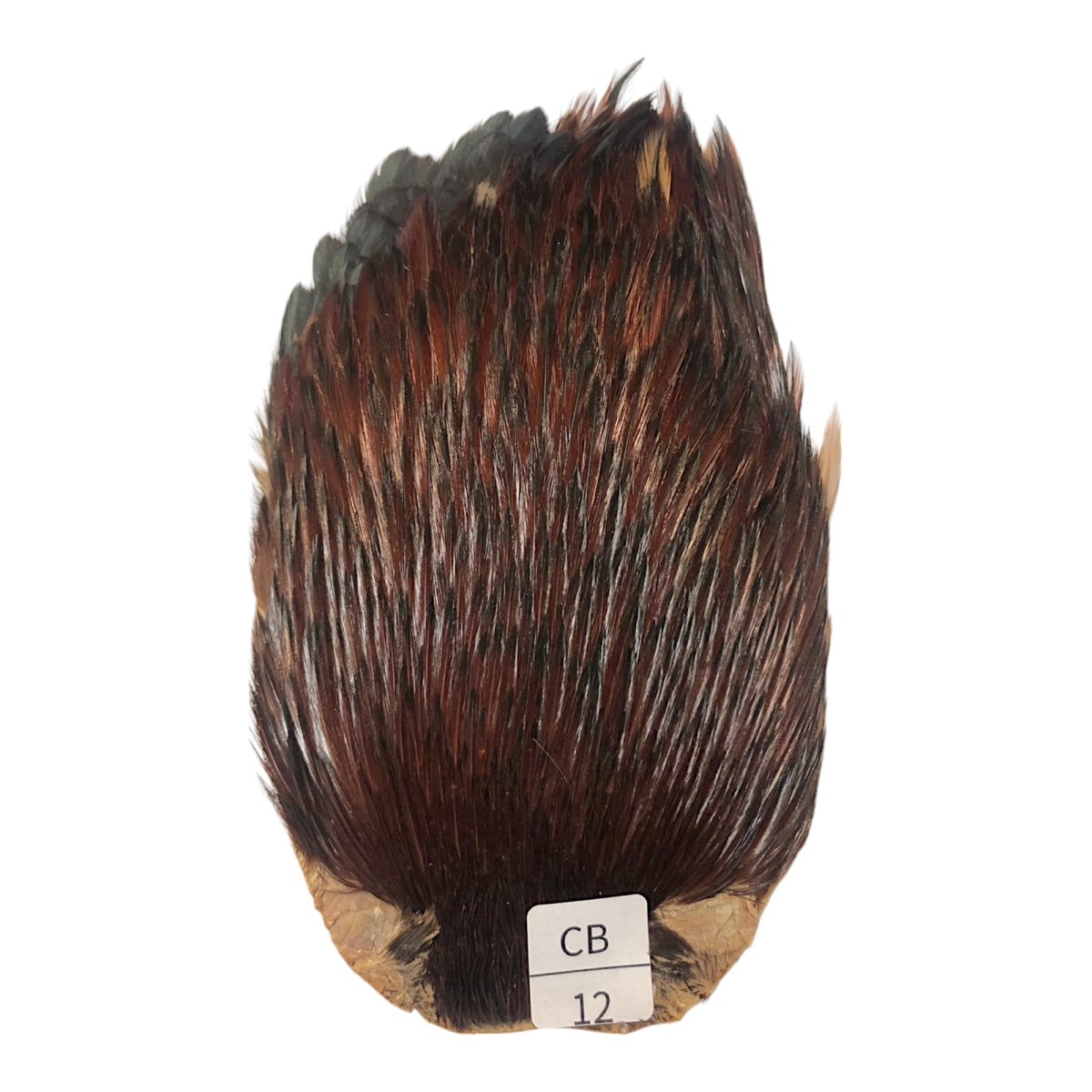画像1: インドコックケープ India Cock Neck Cape　　コッキィボンデュ　NO12 (1)
