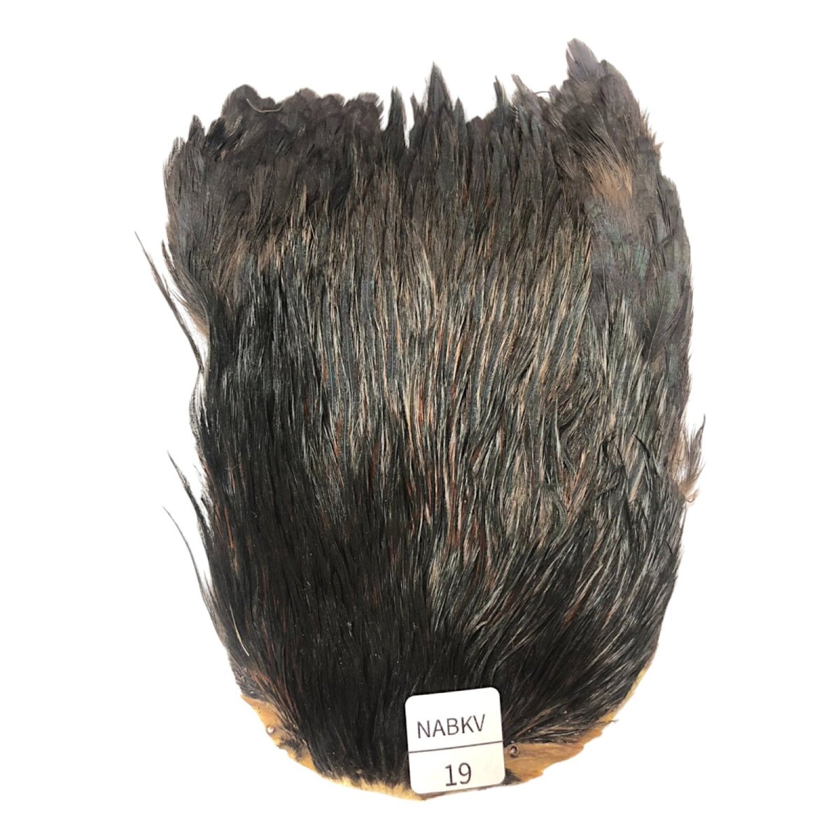 画像1: インドコックケープ India Cock Neck Cape　ナチュラルブラックバリアント　NO19 (1)