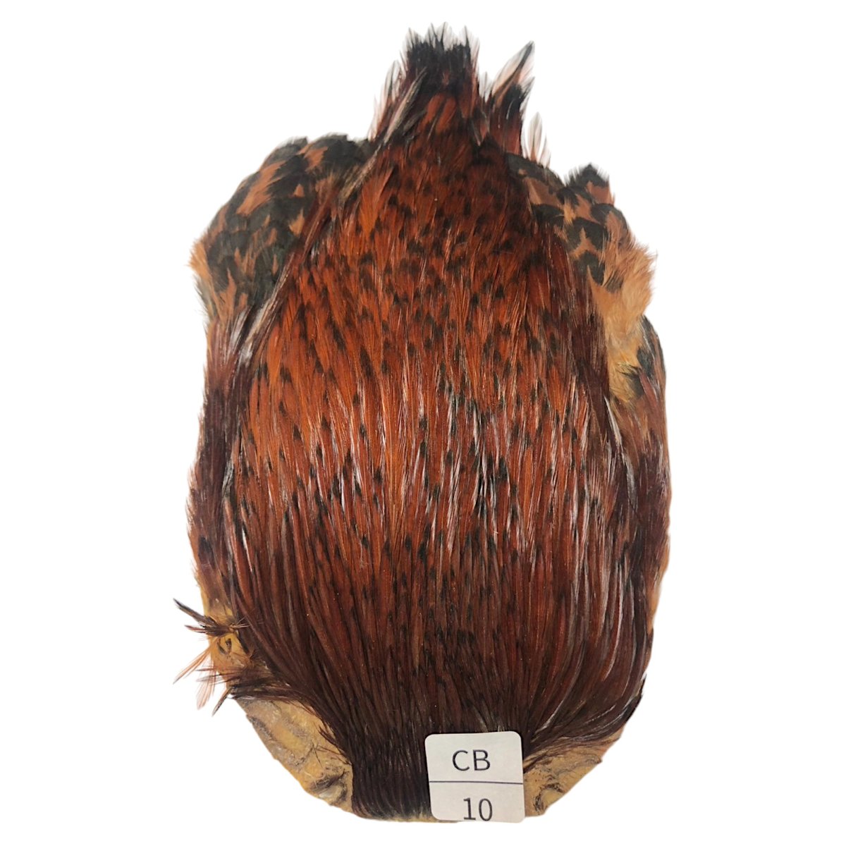 画像1: インドコックケープ India Cock Neck Cape　　コッキィボンデュ　NO10 (1)