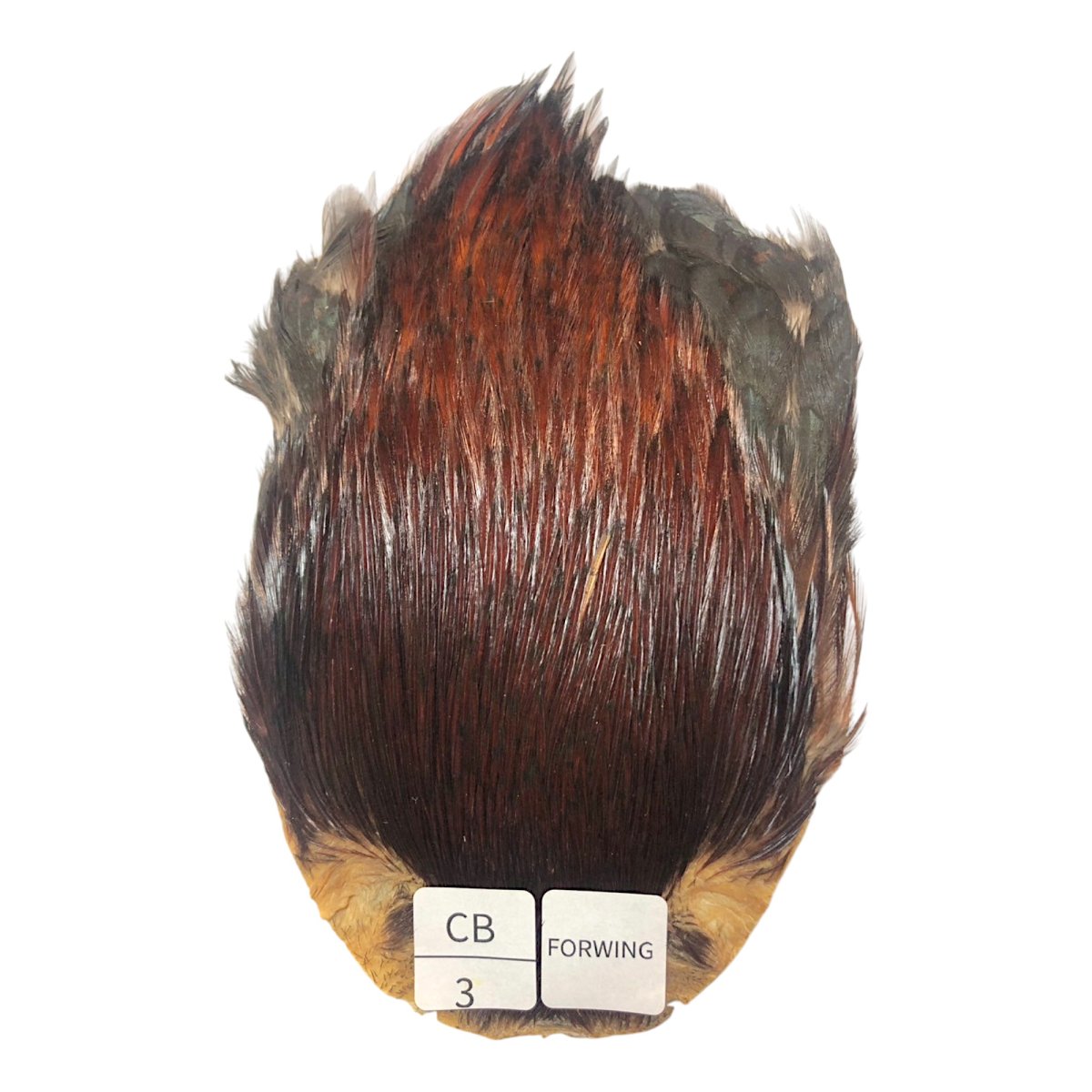 画像1: For Wing　インドコックケープ India Cock Neck Cape　　コッキィボンデュ　NO03 (1)