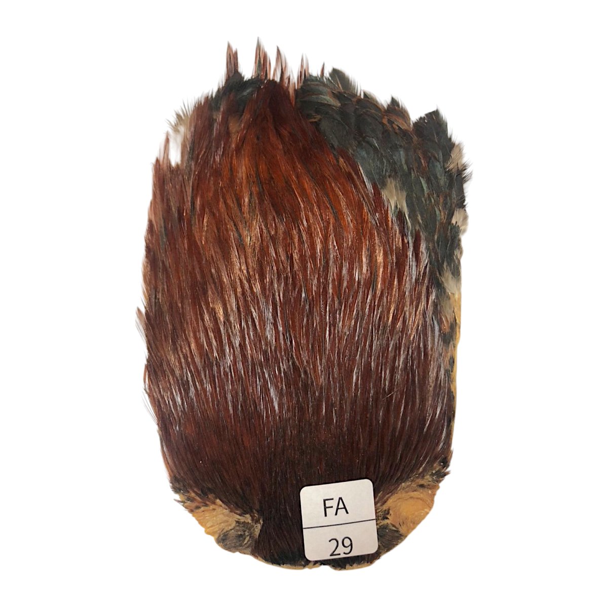 画像1: インドコックケープ India Cock Neck Cape　ファーネス　NO29 (1)