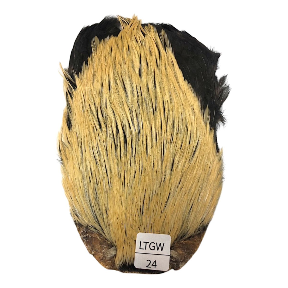 画像1: インドコックケープ India Cock Neck Cape　ライトグリーンウェル　NO24 (1)