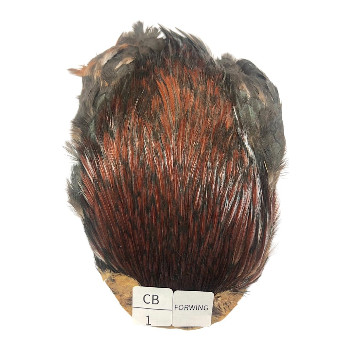 画像1: For Wing　インドコックケープ India Cock Neck Cape　　コッキィボンデュ　NO01 (1)