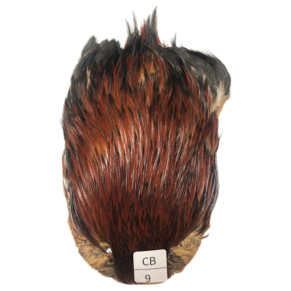 画像1: インドコックケープ India Cock Neck Cape　　コッキィボンデュ　NO09 (1)