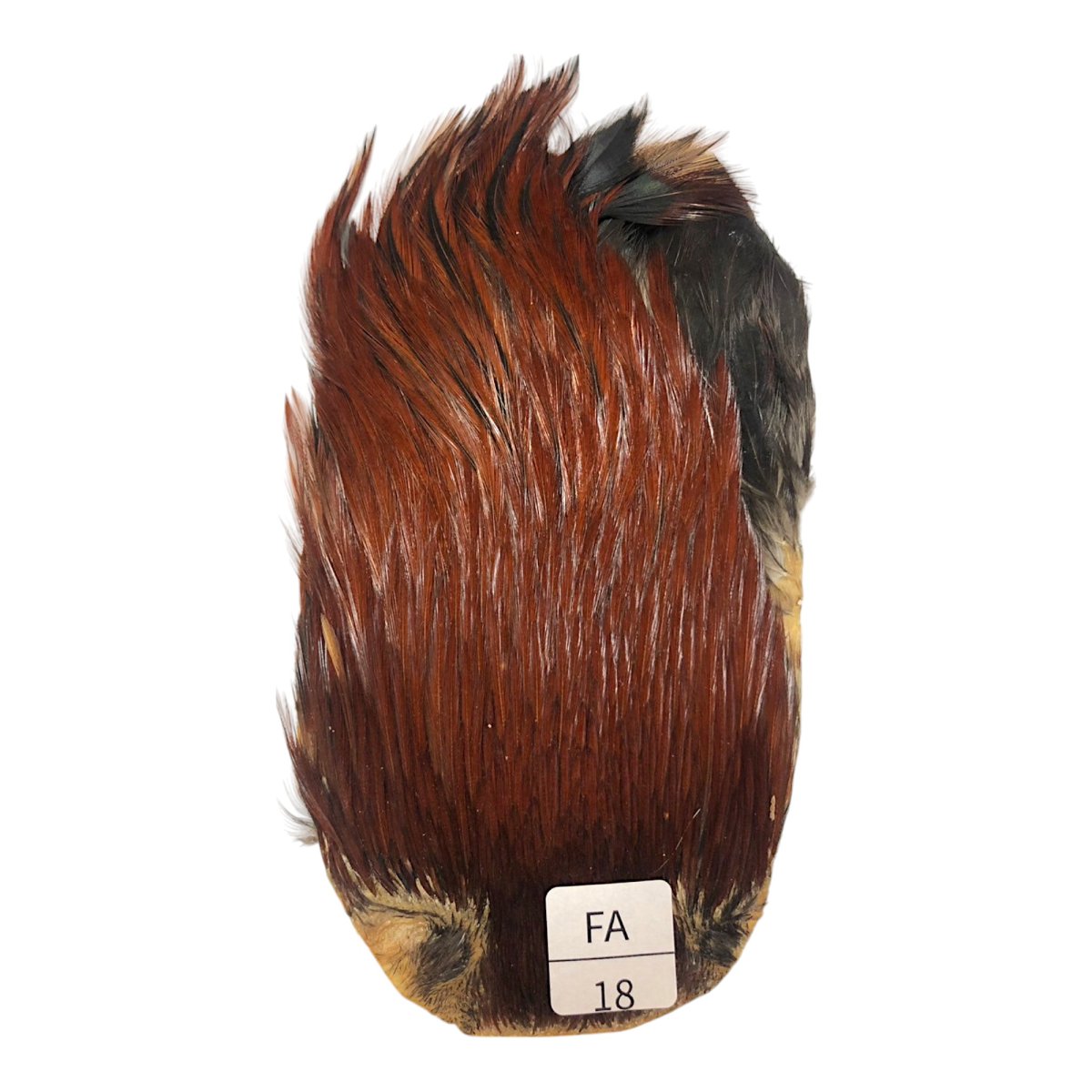 画像1: インドコックケープ India Cock Neck Cape　ファーネス　NO18 (1)
