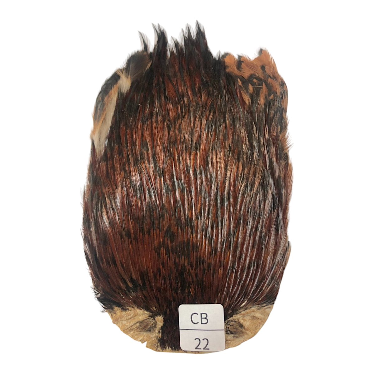 画像1: インドコックケープ India Cock Neck Cape　　コッキィボンデュ　NO22 (1)