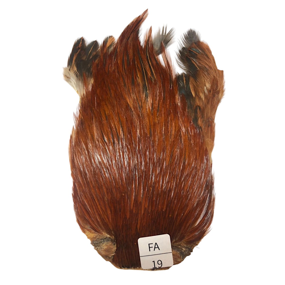 画像1: インドコックケープ India Cock Neck Cape　ファーネス　NO19 (1)