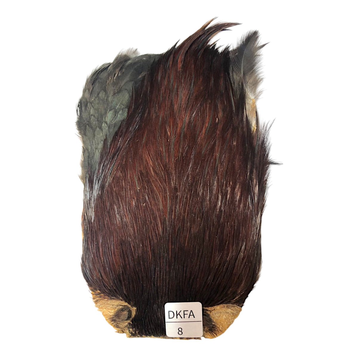 画像1: インドコックケープ India Cock Neck Cape　ダークファーネス　NO08 (1)