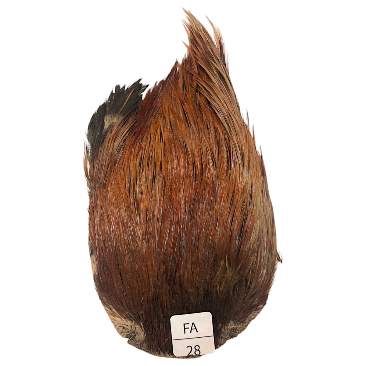 画像1: インドコックケープ India Cock Neck Cape　ファーネス　NO28 (1)
