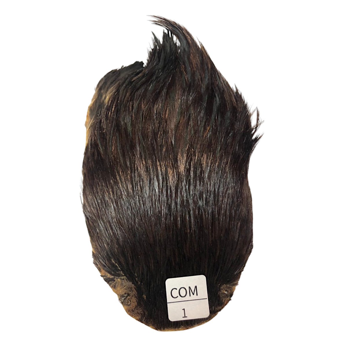 画像1: インドコックケープ India Cock Neck Cape　コーチマン　NO1 (1)