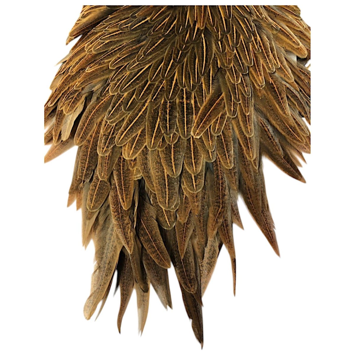 画像3: WHITING Hebart Hen Saddle ヘンサドル ワイルドタイプブラウン HES6 ホワイティング  (3)