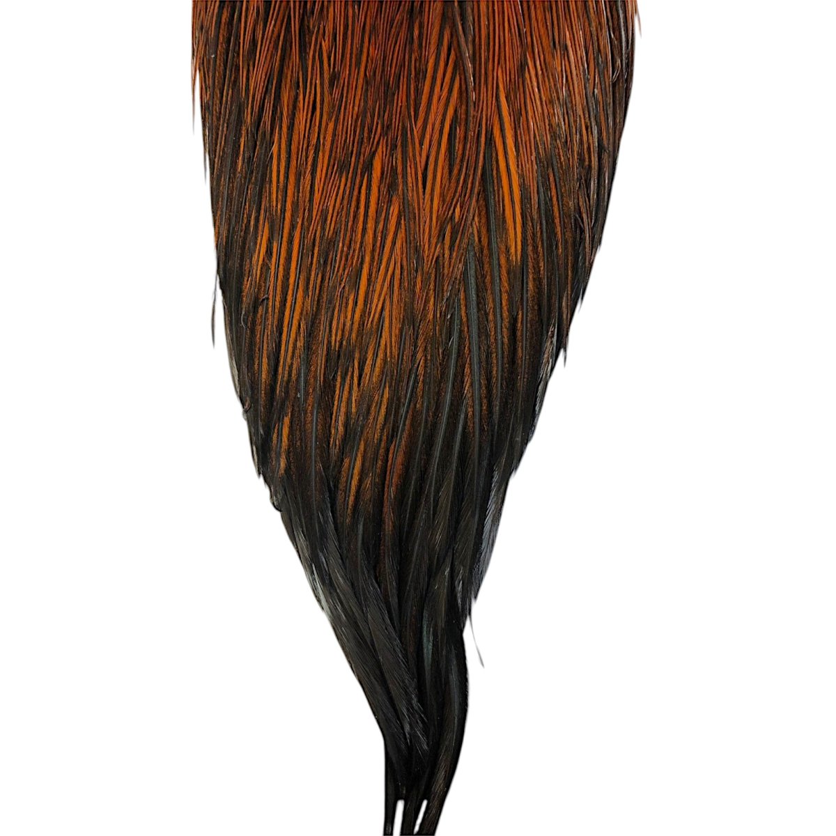 画像3: WHITING Hebart Rooster  Cape ルースターケープ ファーネス Pro Grade  WHC1 ホワイティング  (3)