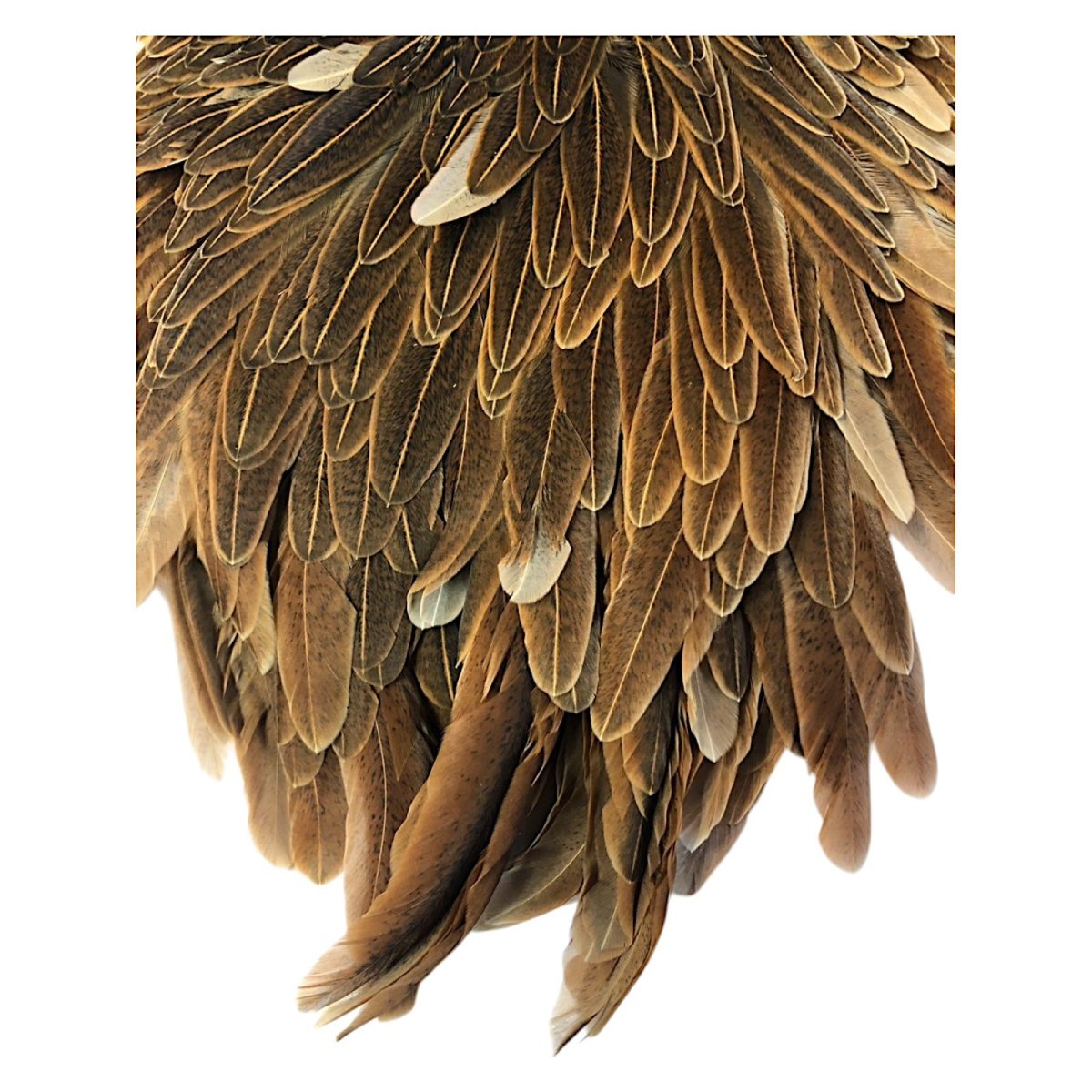 画像3: WHITING Hebart Hen Saddle ヘンサドル ワイルドタイプブラウン HES7 ホワイティング  (3)