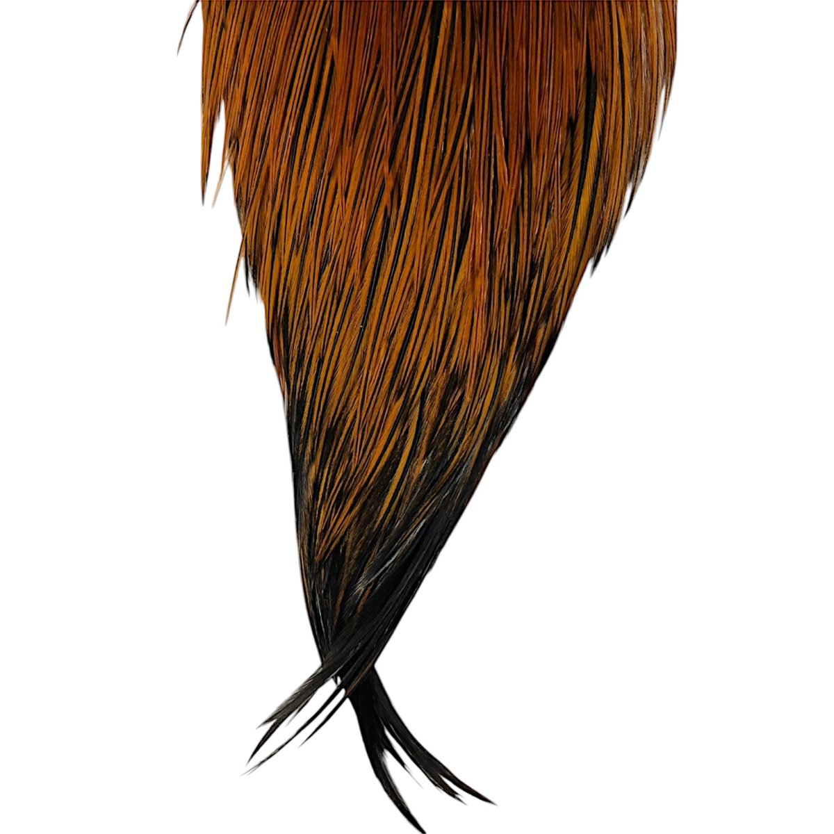 画像3: WHITING Hebart Rooster  Cape ルースターケープ ファーネス Pro Grade  WHC2 ホワイティング  (3)