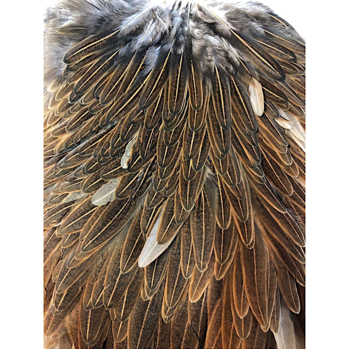 画像2: WHITING Hebart Hen Saddle ヘンサドル ワイルドタイプブラウン HES7 ホワイティング  (2)