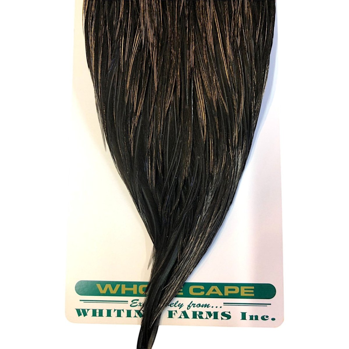 画像3: WHITING Hebart Rooster  Cape ルースターケープ ユニークバリアント Bronze Grade  WHC7 ホワイティング  (3)