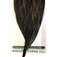 画像3: WHITING　Hebart　Rooster  Cape　ルースターケープ　ユニークバリアント　Bronze Grade 　WHC7　ホワイティング　 (3)
