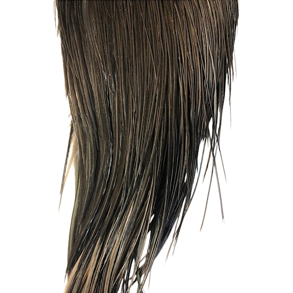 画像3: WHITING Hebart Rooster  Cape ルースターケープ ブラック Silver Grade  WHC17 ホワイティング  (3)