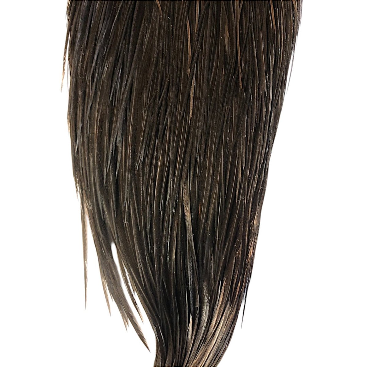 画像3: WHITING Hebart Rooster  Cape ルースターケープ ブラック Bronze Grade  WHC3 ホワイティング  (3)