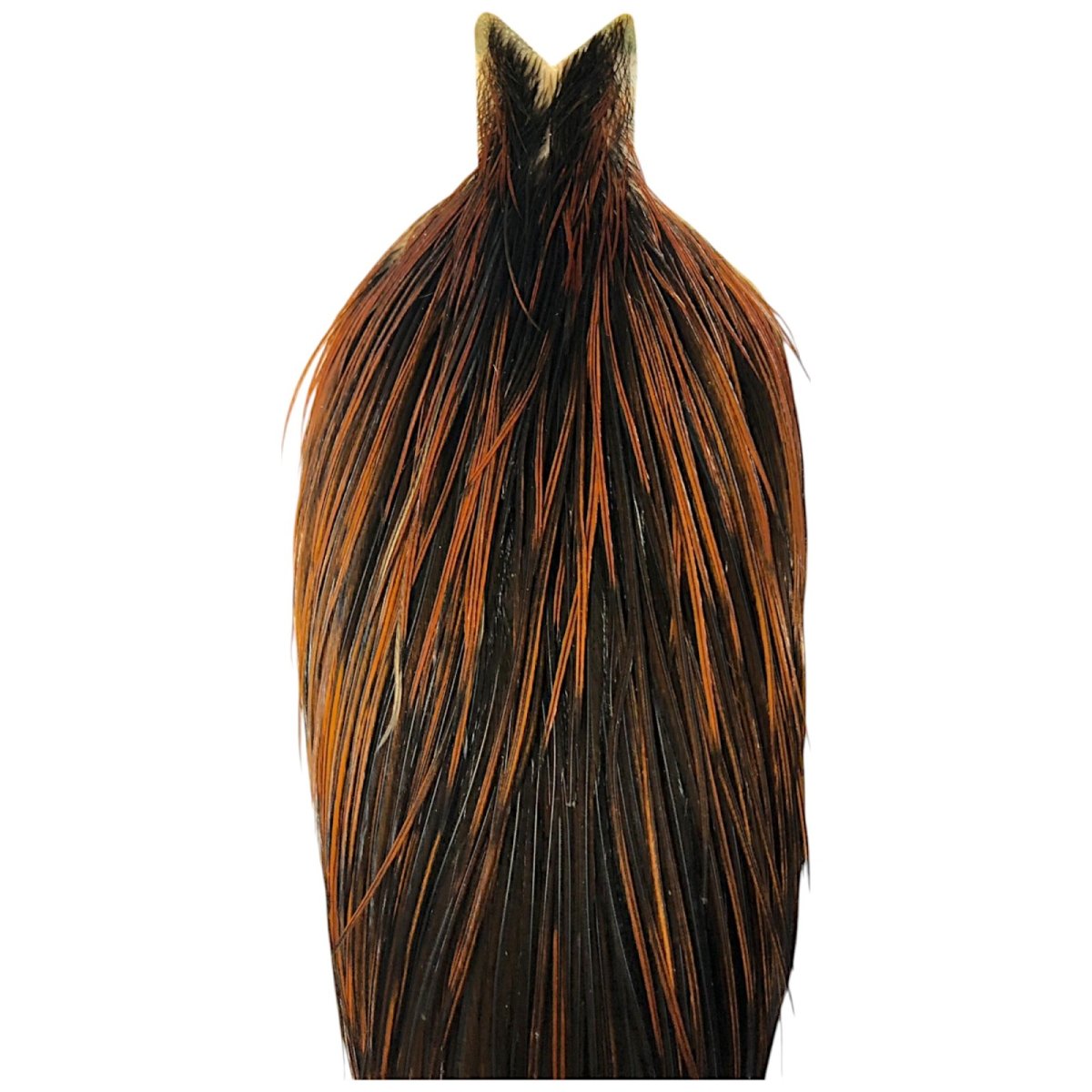 画像2: WHITING Hebart Rooster  Cape ルースターケープ ユニークバリアント Bronze Grade  WHC10 ホワイティング  (2)