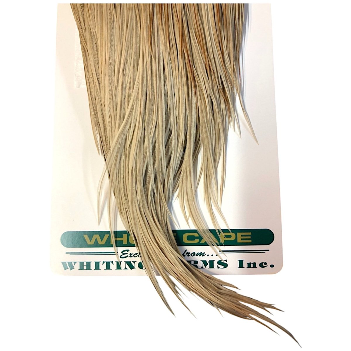 画像3: WHITING Hebart Rooster  Cape ルースターケープ ユニークバリアント Bronze Grade  WHC6 ホワイティング  (3)