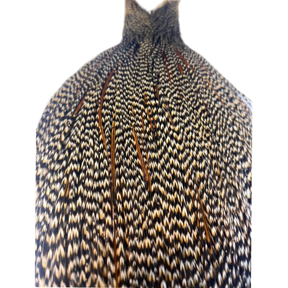 画像2: WHITING Heritage Rooster  Cape ルースターケープ Pro Grade  HERC8 ホワイティング  (2)