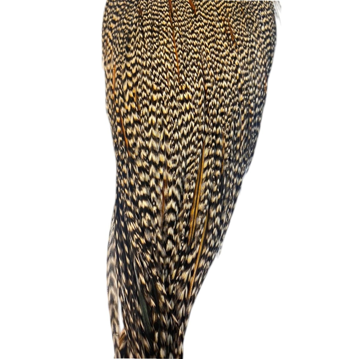 画像3: WHITING Heritage Rooster  Cape ルースターケープ Pro Grade  HERC8 ホワイティング  (3)