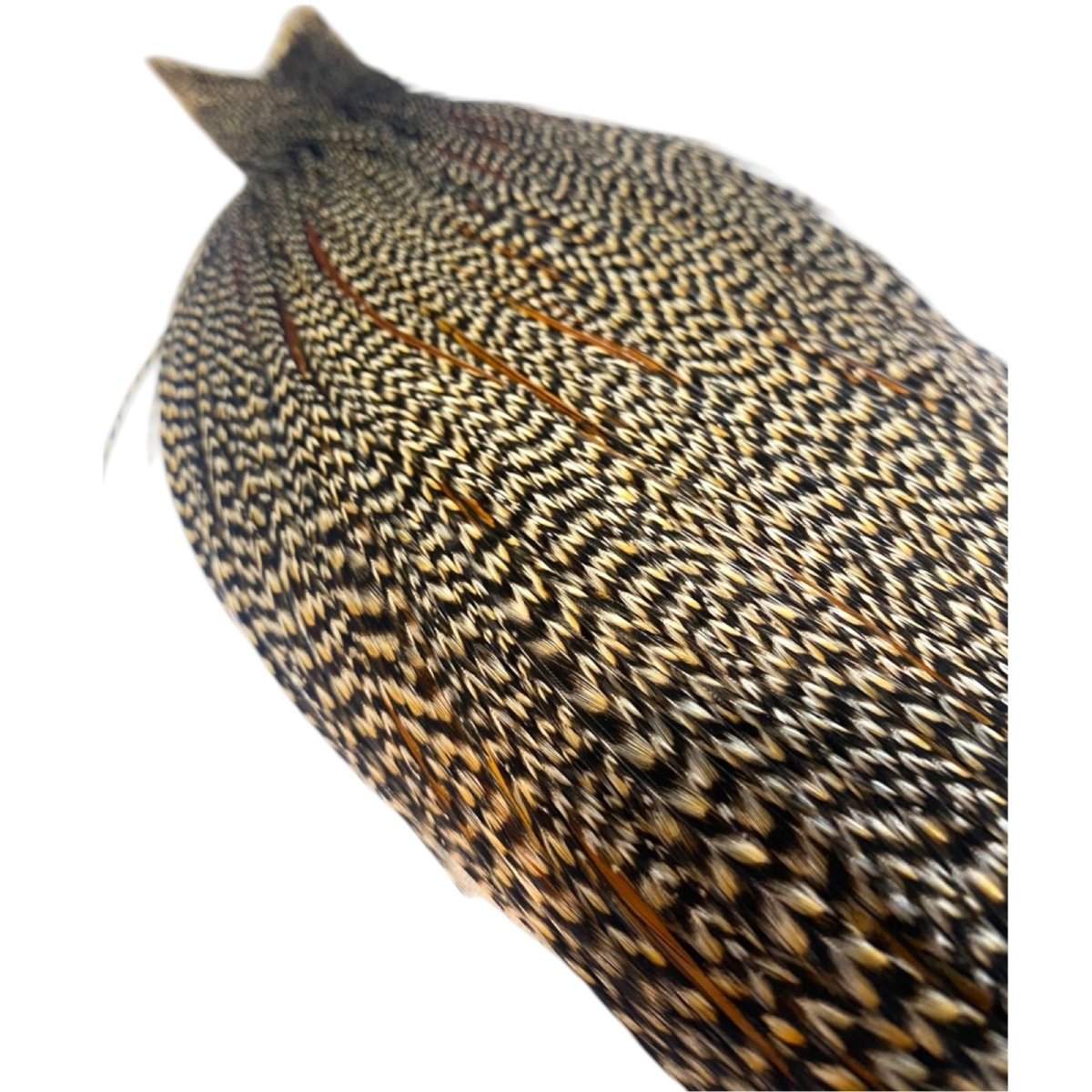 画像5: WHITING Heritage Rooster  Cape ルースターケープ Pro Grade  HERC8 ホワイティング  (5)