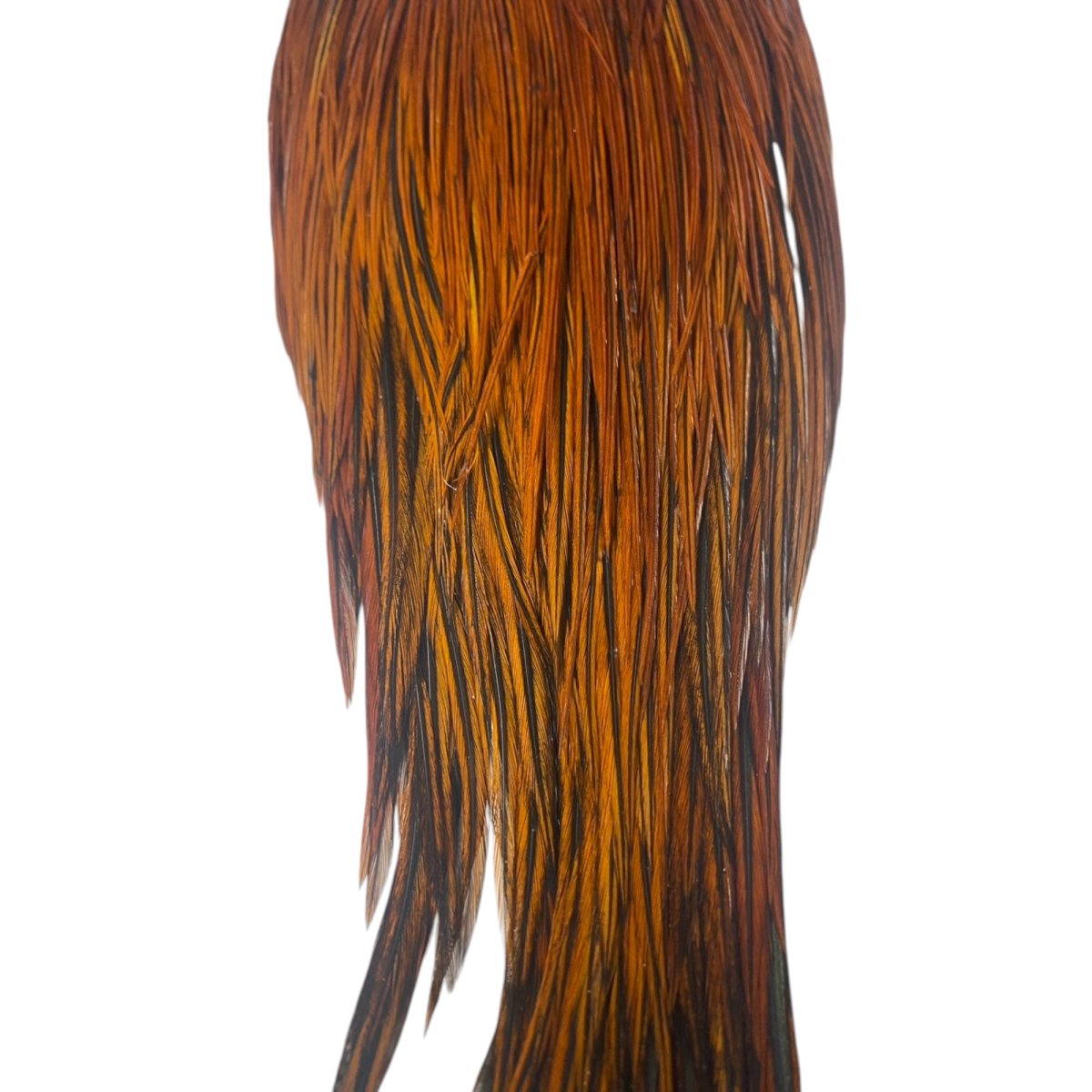 画像3: WHITING Heritage Rooster  Cape ルースターケープ Pro Grade  HERC9 ホワイティング  (3)