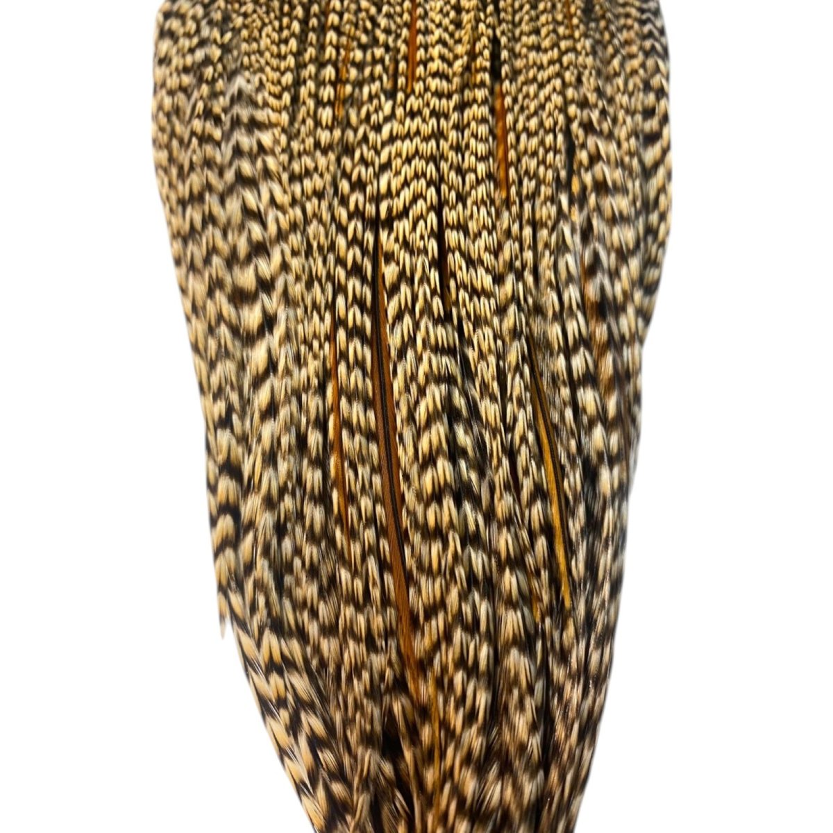 画像3: WHITING Heritage Rooster  Cape ルースターケープ Pro Grade  HERC7 ホワイティング  (3)