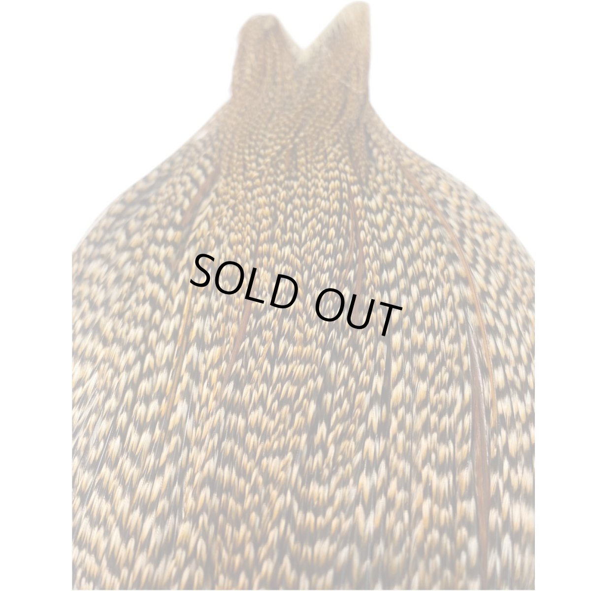 画像2: WHITING Heritage Rooster  Cape ルースターケープ Pro Grade  HERC6 ホワイティング  (2)