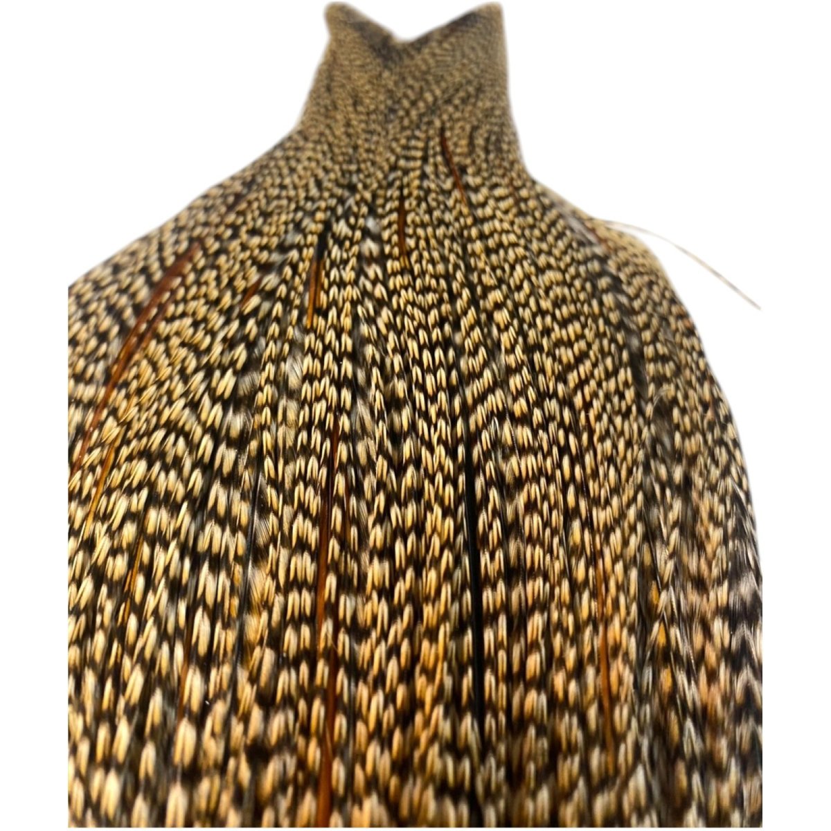 画像2: WHITING Heritage Rooster  Cape ルースターケープ Pro Grade  HERC7 ホワイティング  (2)