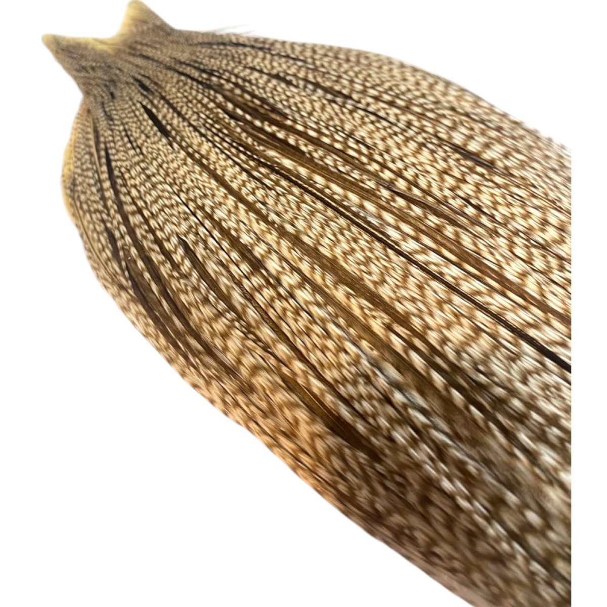 画像5: WHITING Heritage Rooster  Cape ルースターケープ  HERC16 ホワイティング  (5)