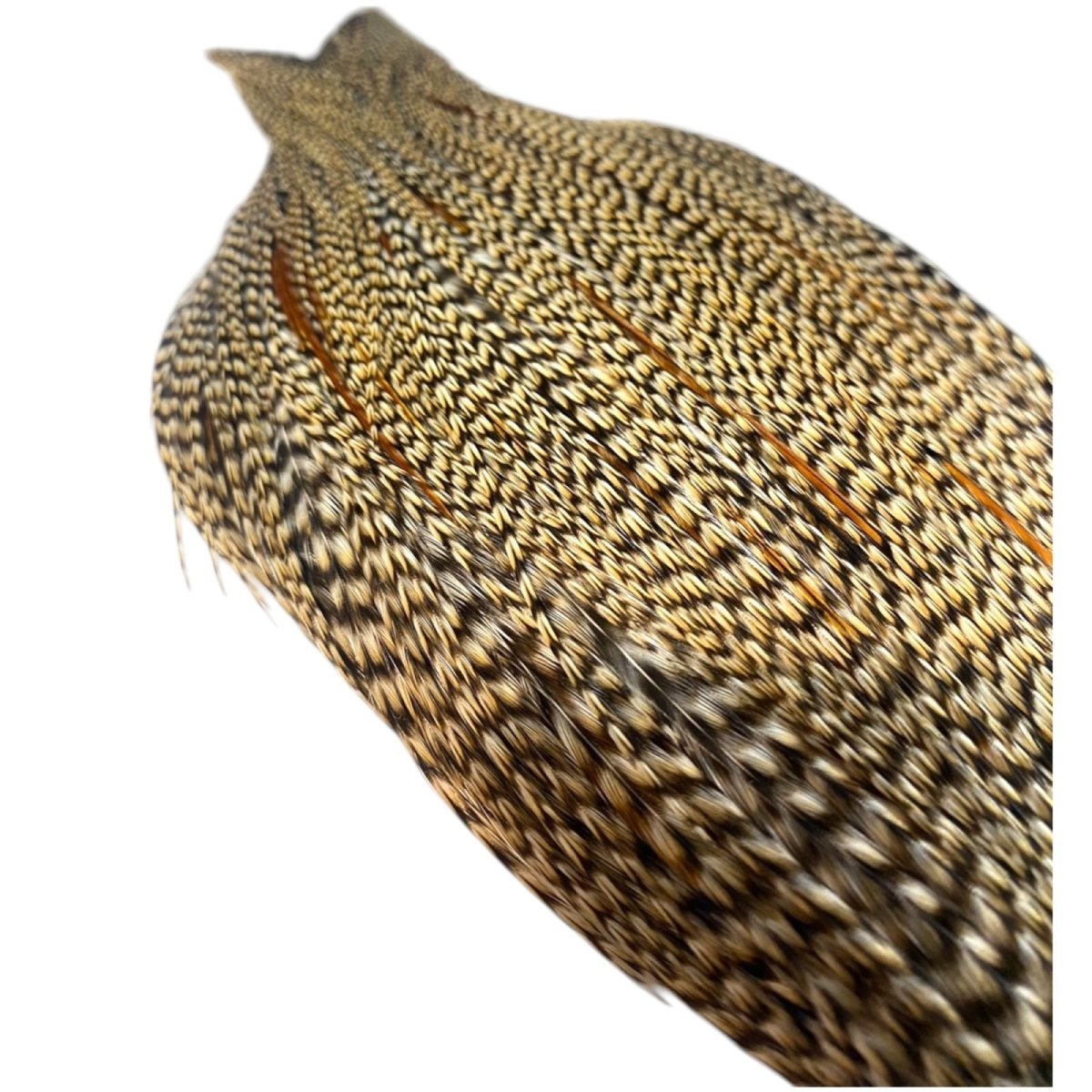 画像5: WHITING Heritage Rooster  Cape ルースターケープ Pro Grade  HERC7 ホワイティング  (5)