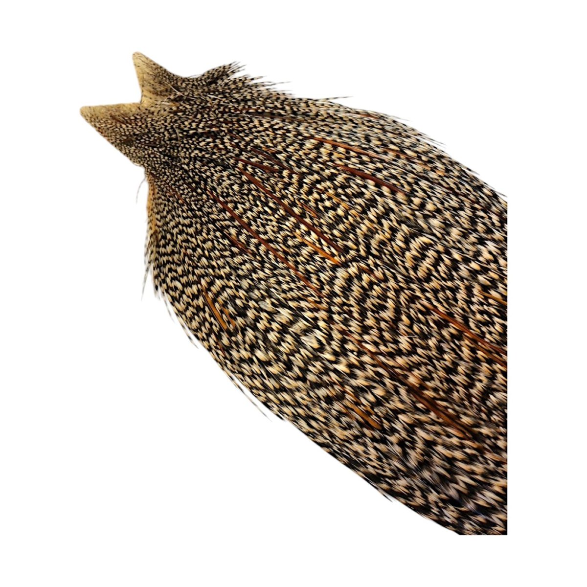 画像4: WHITING Heritage Rooster  Cape ルースターケープ  HERC31 ホワイティング  (4)