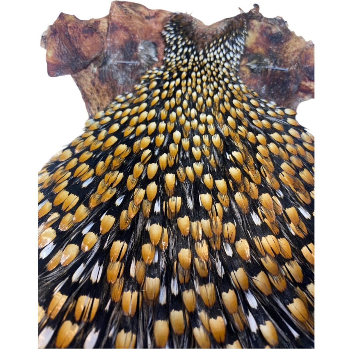 画像3: ジャングルコック NO35 JUNGLE COCK (3)