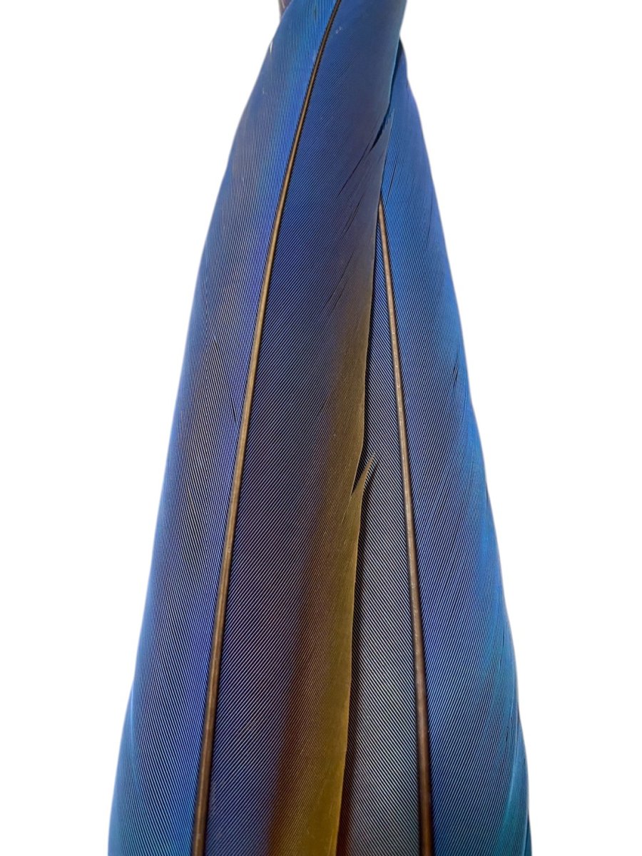 画像4: マコウ MACAW (4)