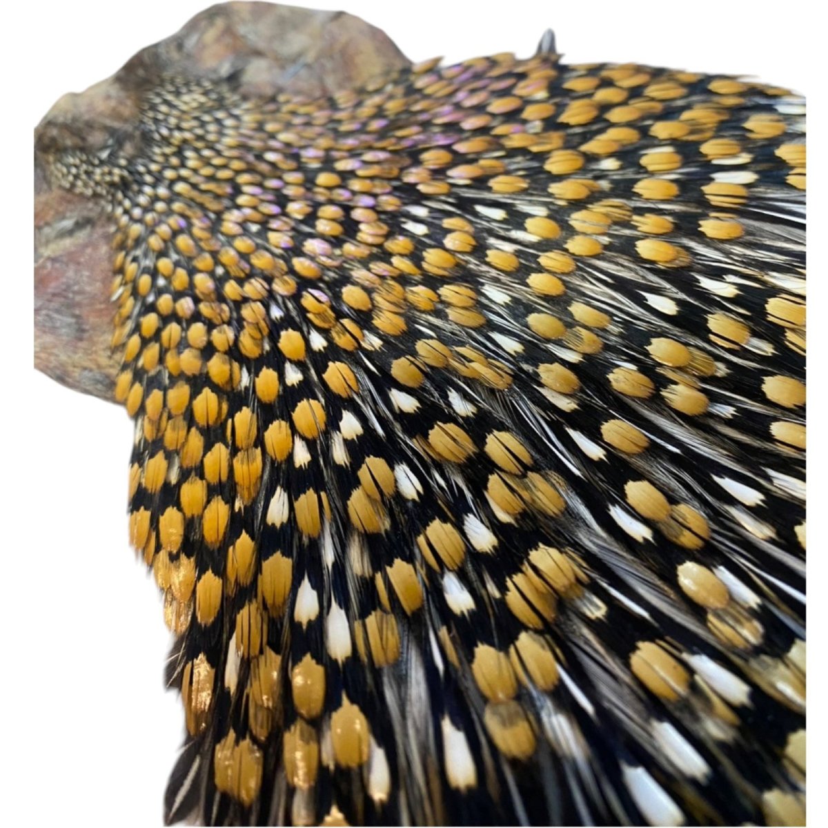 画像5: ジャングルコック NO31 JUNGLE COCK (5)