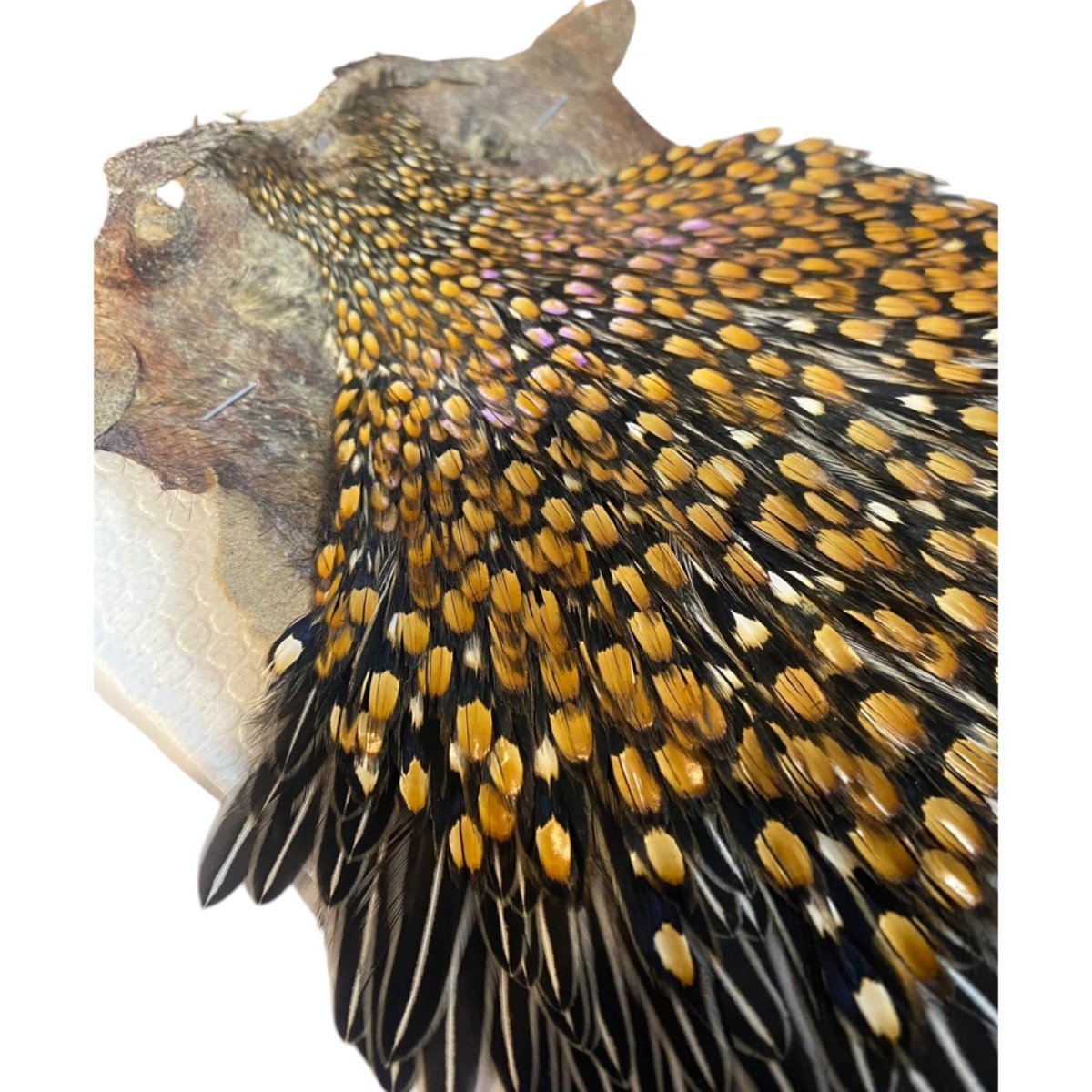 画像5: ジャングルコック NO30 JUNGLE COCK (5)