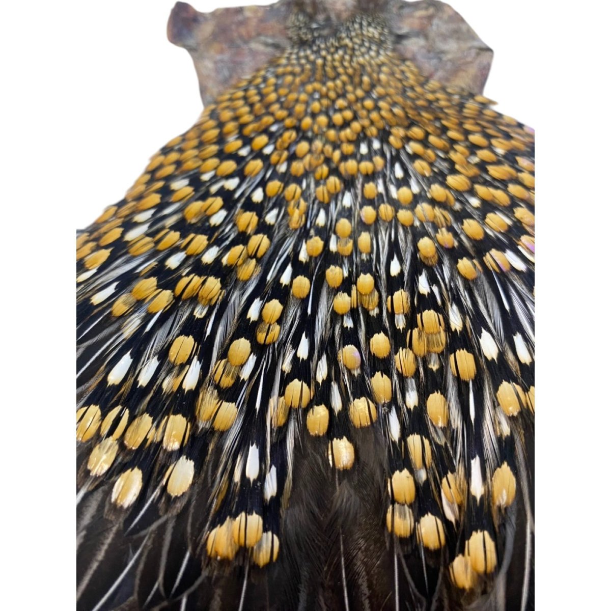 画像2: ジャングルコック NO31 JUNGLE COCK (2)