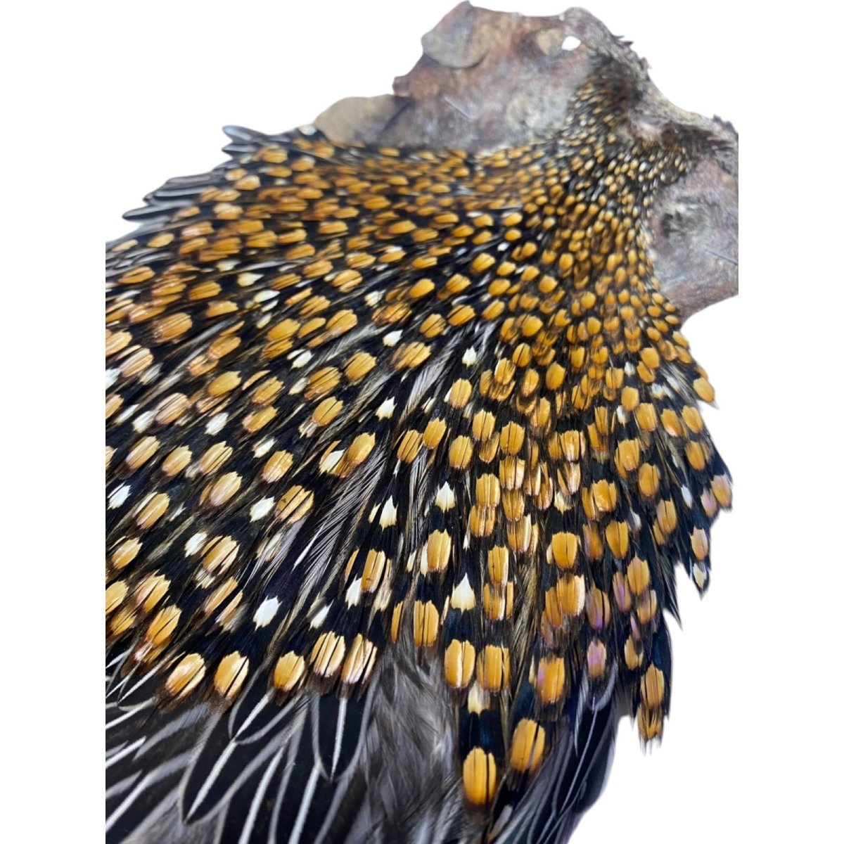 画像4: ジャングルコック NO30 JUNGLE COCK (4)