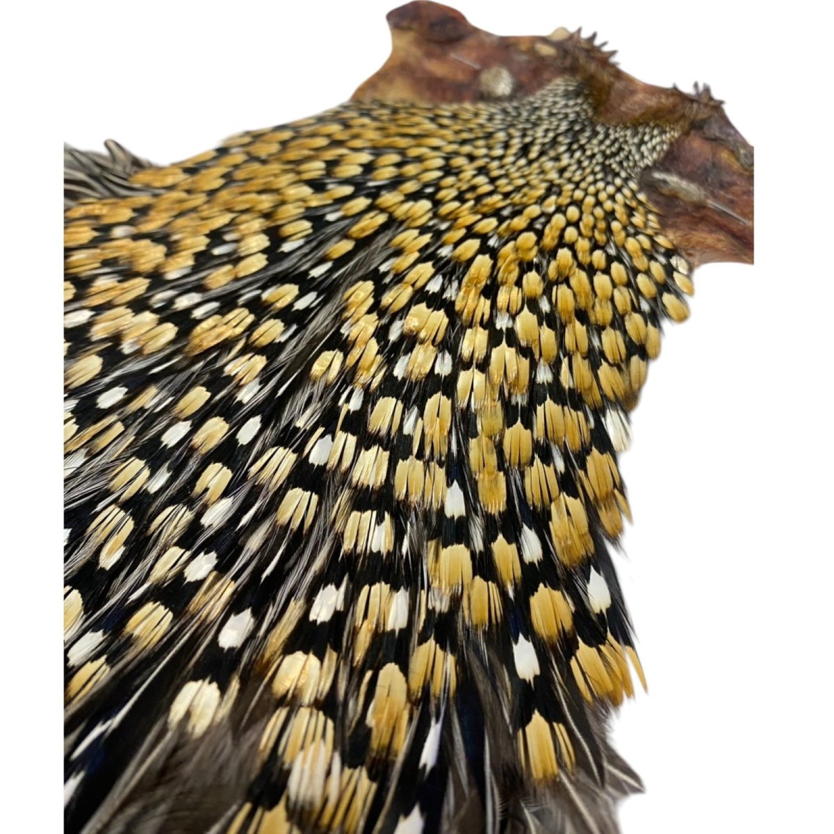 画像4: ジャングルコック NO34 JUNGLE COCK (4)