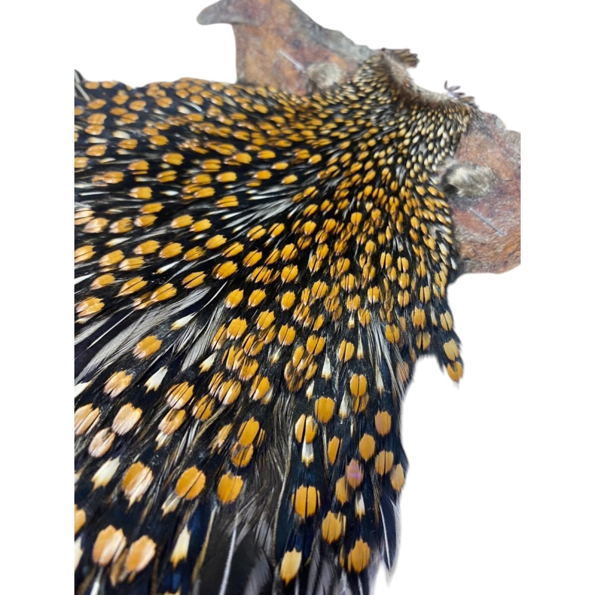 画像4: ジャングルコック NO36 JUNGLE COCK (4)