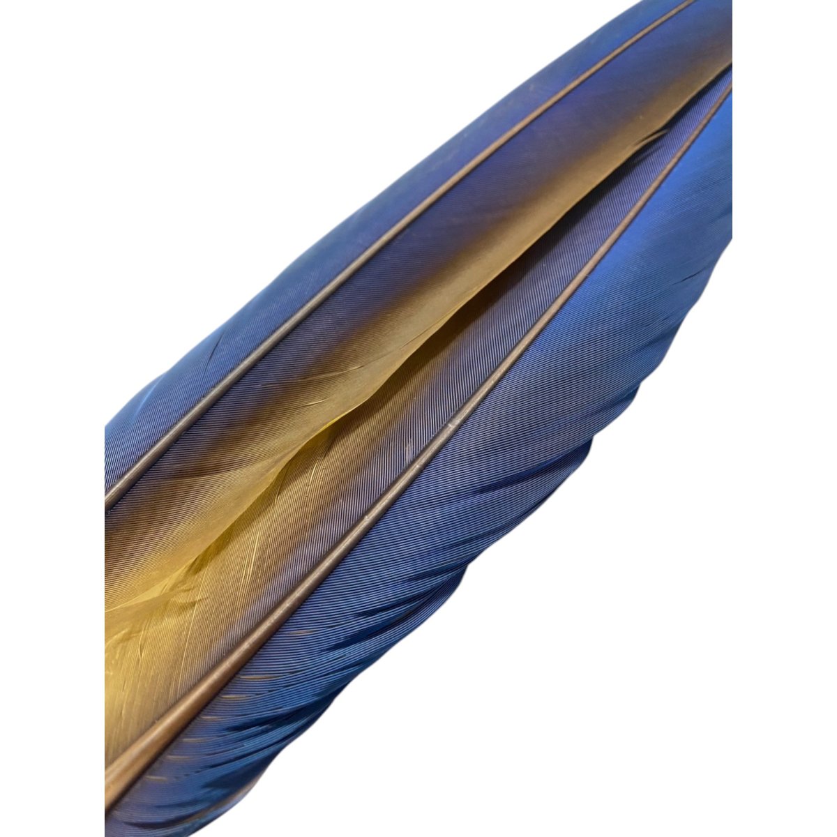 画像7: マコウ MACAW (7)