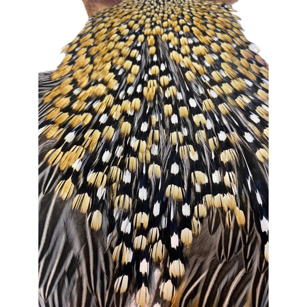 画像2: ジャングルコック NO34 JUNGLE COCK (2)