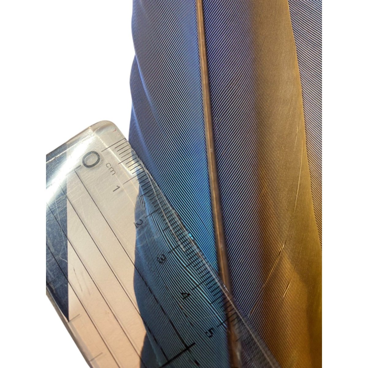 画像9: マコウ MACAW (9)